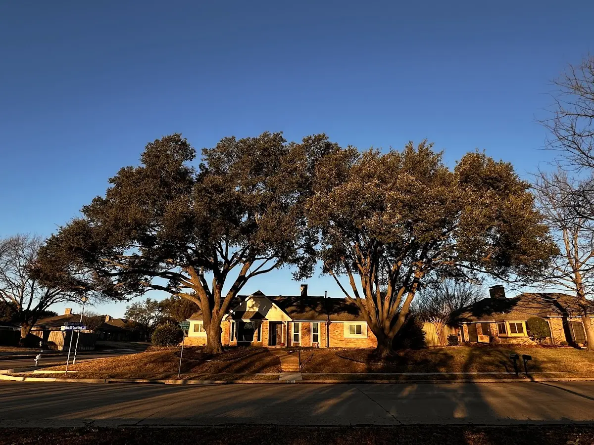 Established residential canopy tree shading a home in Newport